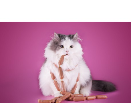 Régime pour chat obèse – catapart