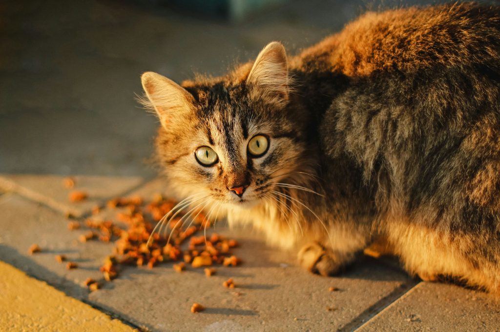 Régime pour chat obèse – catapart