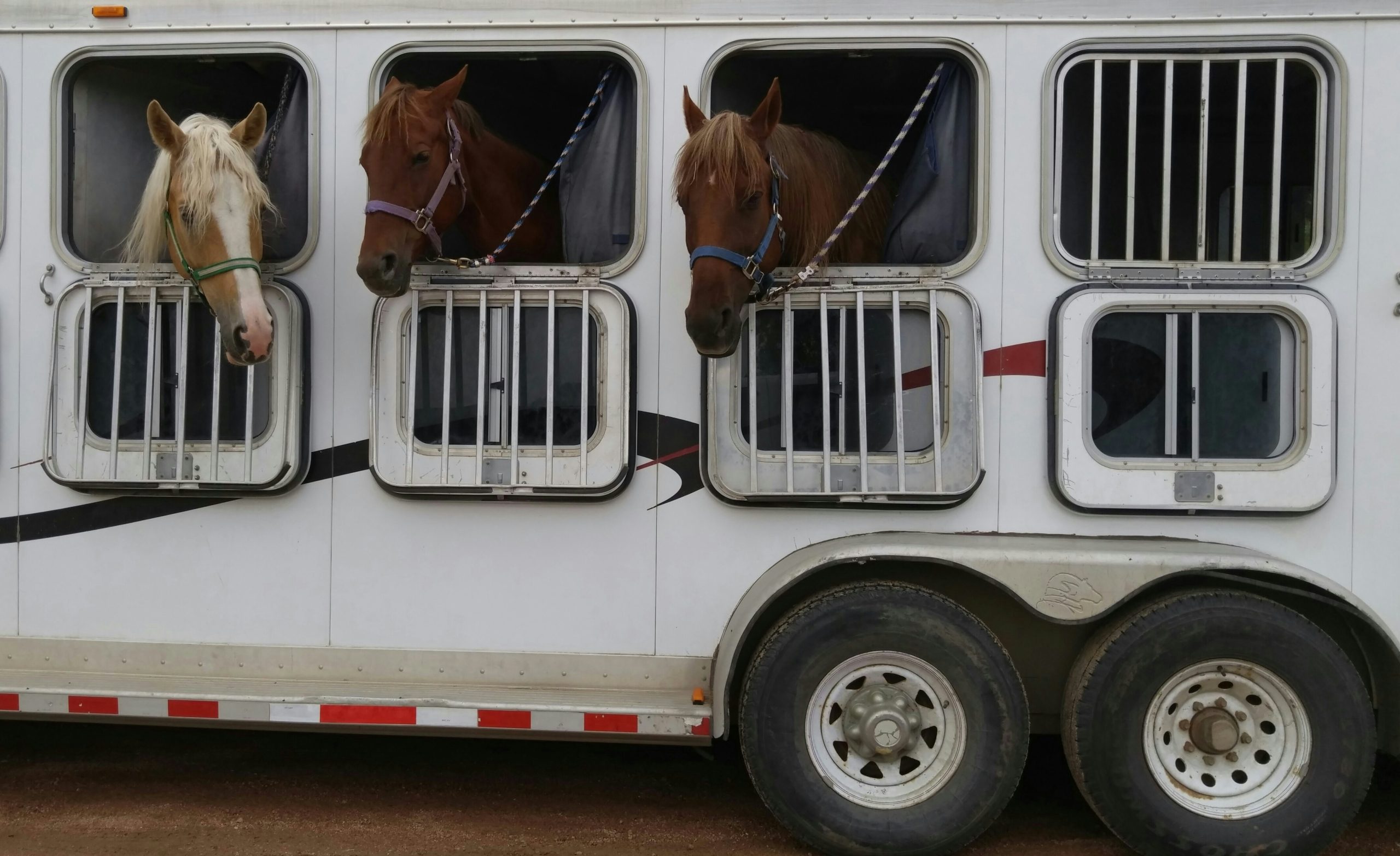 camion chevaux